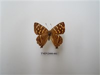 藏品(銀紋尾蜆蝶　北台灣亞種)的圖片